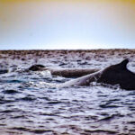 Humpback whales in Cabo © Grassroots Travel