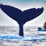 Whale tail © Grassroots Travel