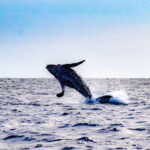 Whale breach © Grassroots Travel