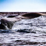 Whale fluke © Grassroots Travel