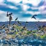 Frigate bird colony at San Gabriel © Grassroots Travel