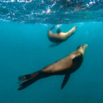 Sea lions at Los Islotes © Grassroots Travel