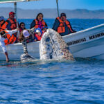 Back-up whales © Grassroots Travel