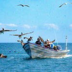 Fishing pelicans © Grassroots Travel