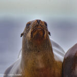 Magdalena Bay sea lion © Grassroots Travel