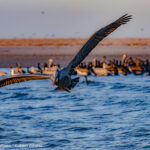 Pelicans in Mag Bay © Grassroots Travel