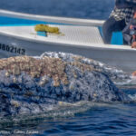 Gray whale in Mag Bay © Grassroots Travel