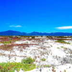 San dune vegetation, Mag Bay © Grassroots Travel