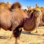 Gobi desert tour with Grassroots Travel