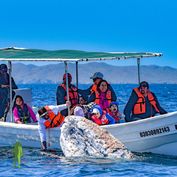 Whale, How About That! experience © Grassroots Travel