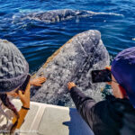 Gray whale combo tour with Grassroots Travel