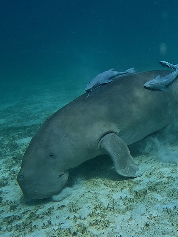 Aww, Dugong! experience © Bill Golley
