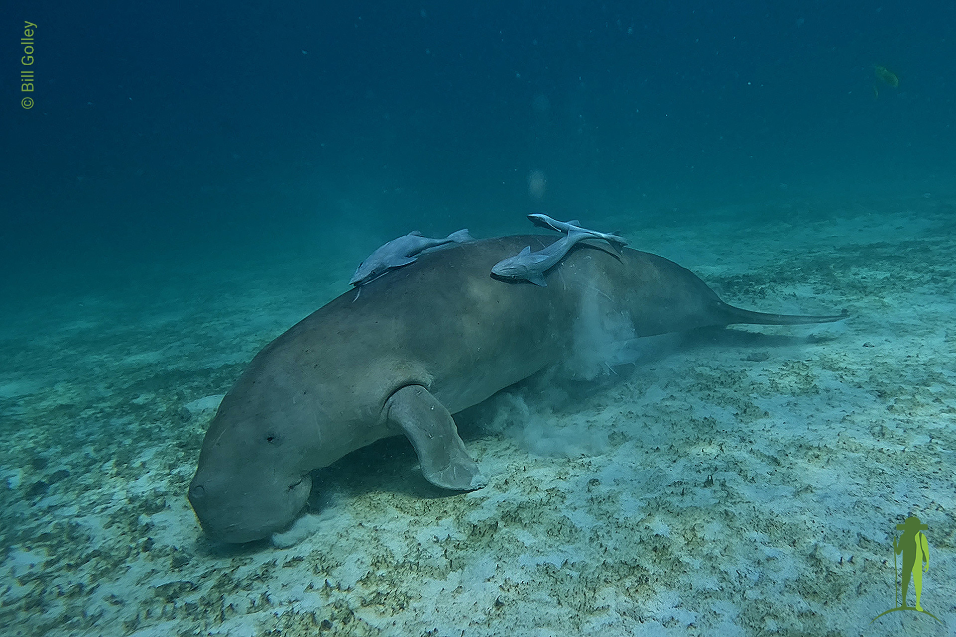 Dugong Tour in the Philippines with Grassroots.Travel