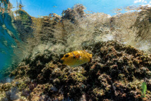 Golden guinea fowl pufferfish © Grassroots Travel