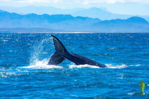 Humpback whale fluke © Grassroots Travel