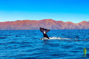 Orca fluke © Grassroots Travel