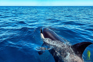 Orca in the Sea of Cortez © Grassroots Travel