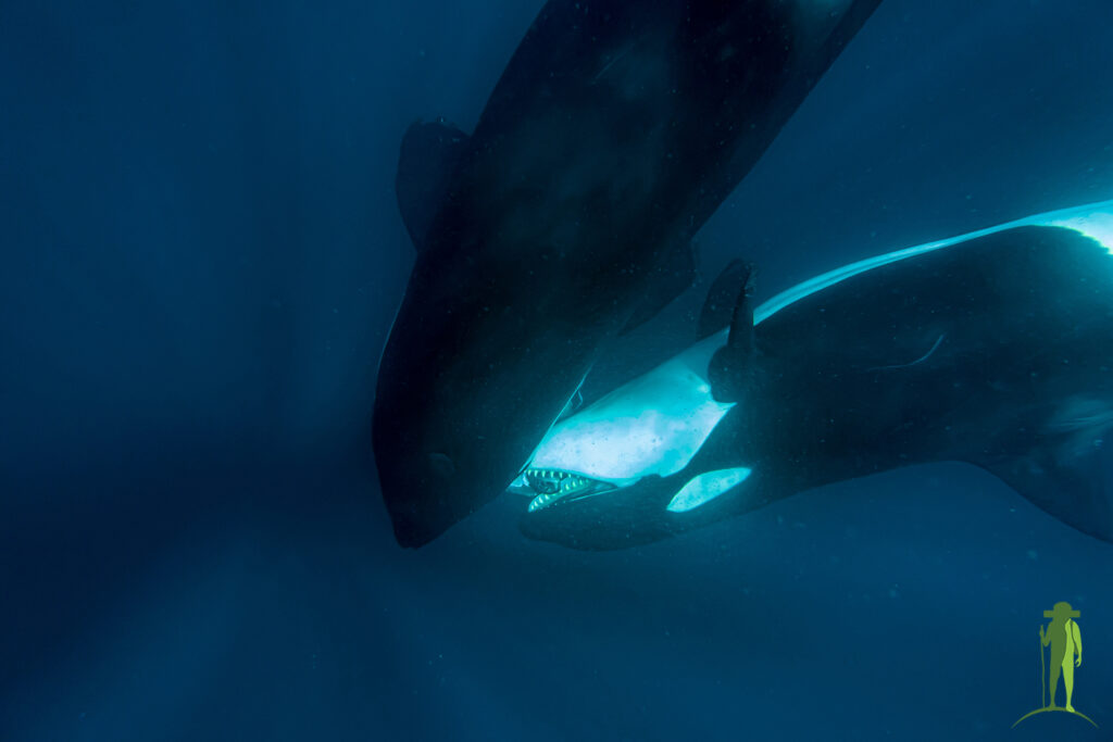Orcas eating a turtle © Grassroots Travel