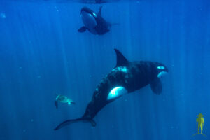 Orcas in the Sea of Cortez playing with a turtle © Grassroots Travel