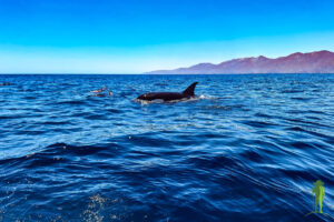 Orcas in the Sea of Cortez © Grassroots Travel