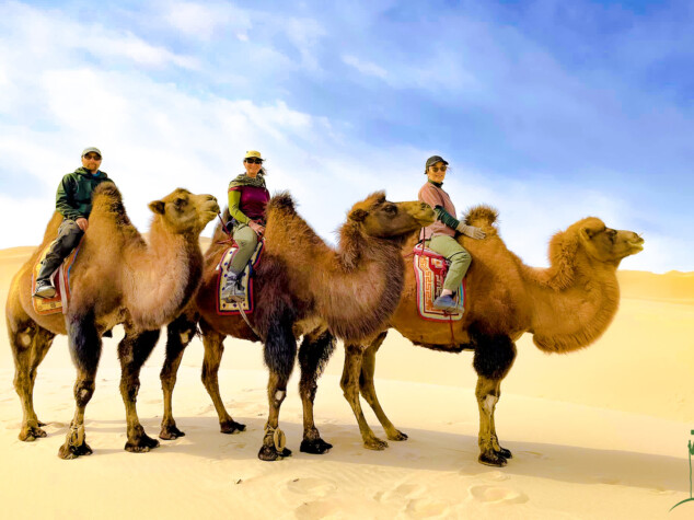 Camel tours in Mongolia © Grassroots Travel