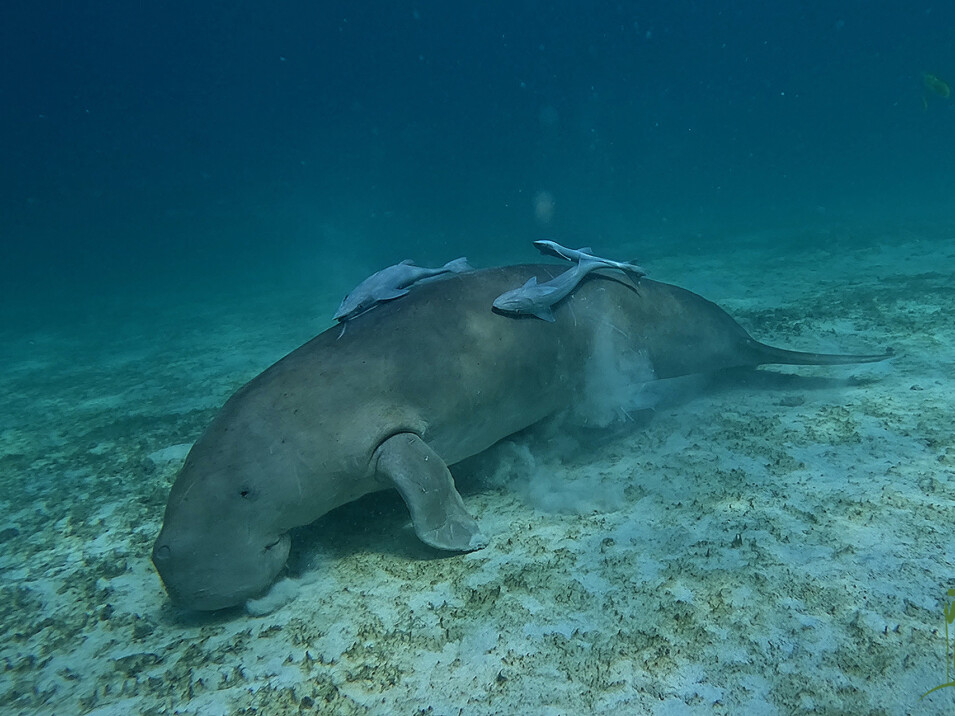 Dugong feeding © Bill Golley