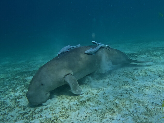 Dugong feeding © Bill Golley