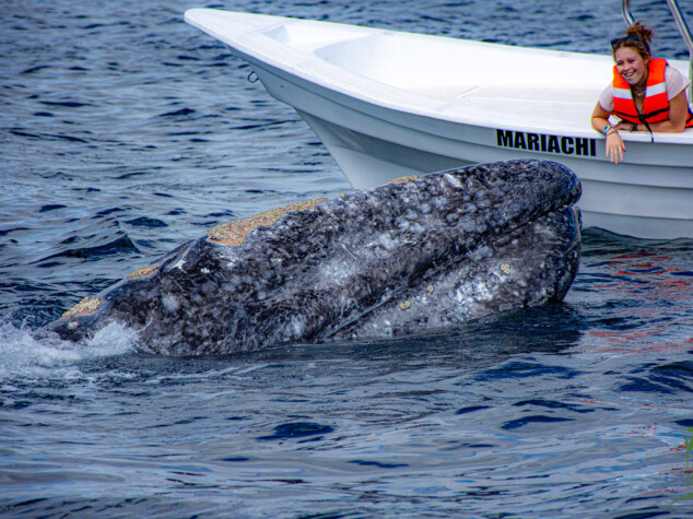 Gray whale encounter in Mag Bay © Grassroots Travel