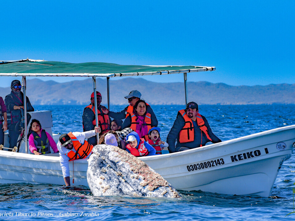 Magdalena Bay whale watching