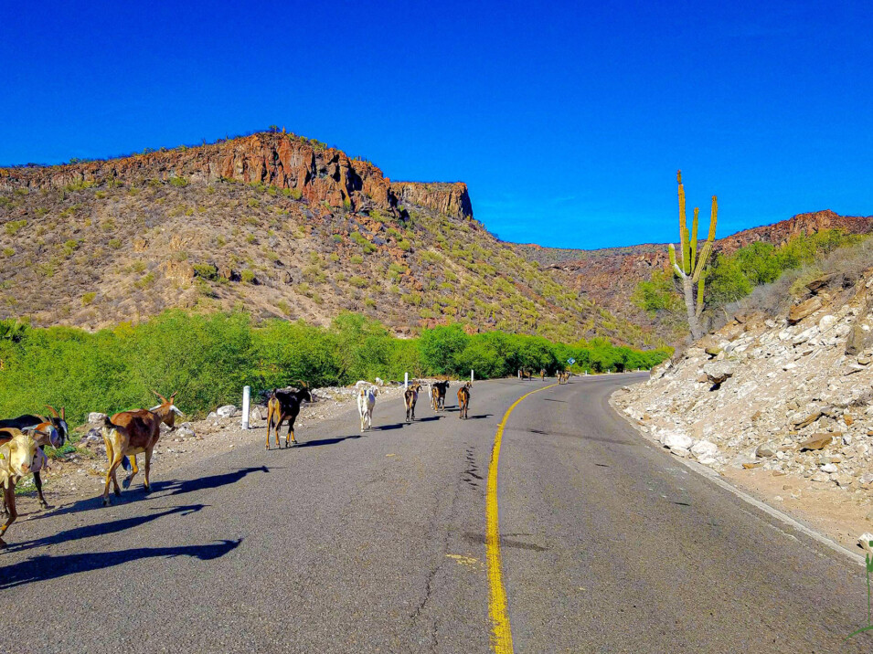 A procession of goats © Grassroots Travel